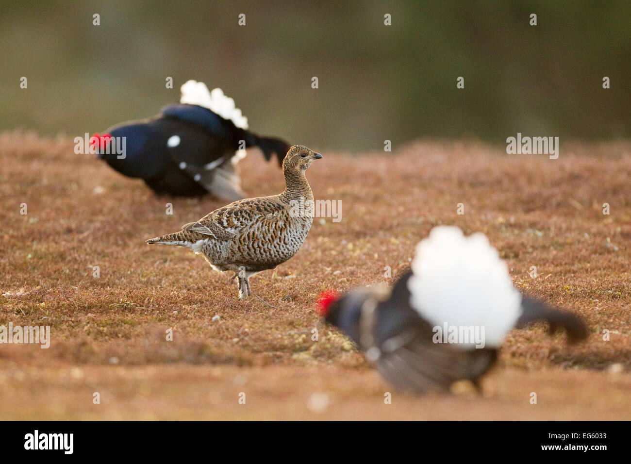 Black grouse (Tetrao tetrix) female at lek on heather moorland with two males displaying nearby, Cairngorms NP, Grampian, Scotla Stock Photo