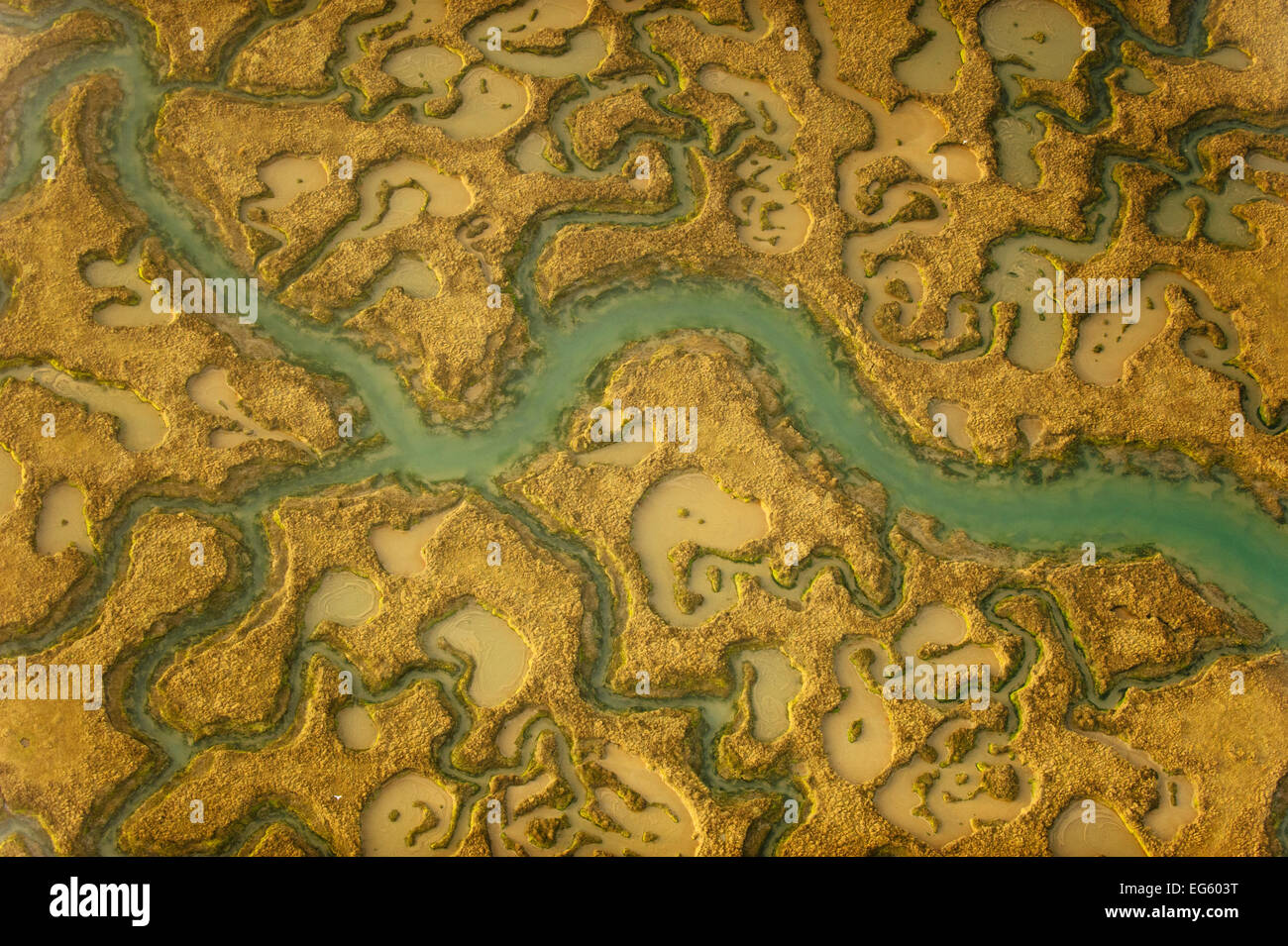 View of saltmarsh habitat from the air, showing tidal creek system, Abbotts Hall Farm, Essex, England, UK, March. 2020VISION Book Plate. Stock Photo