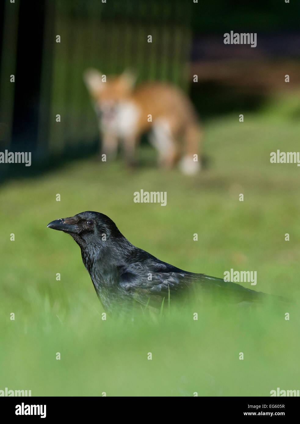 Young Red fox (Vulpes vulpes) stalking a Carrion crow (Corvus corone) in urban park, Bristol, UK, January Stock Photo