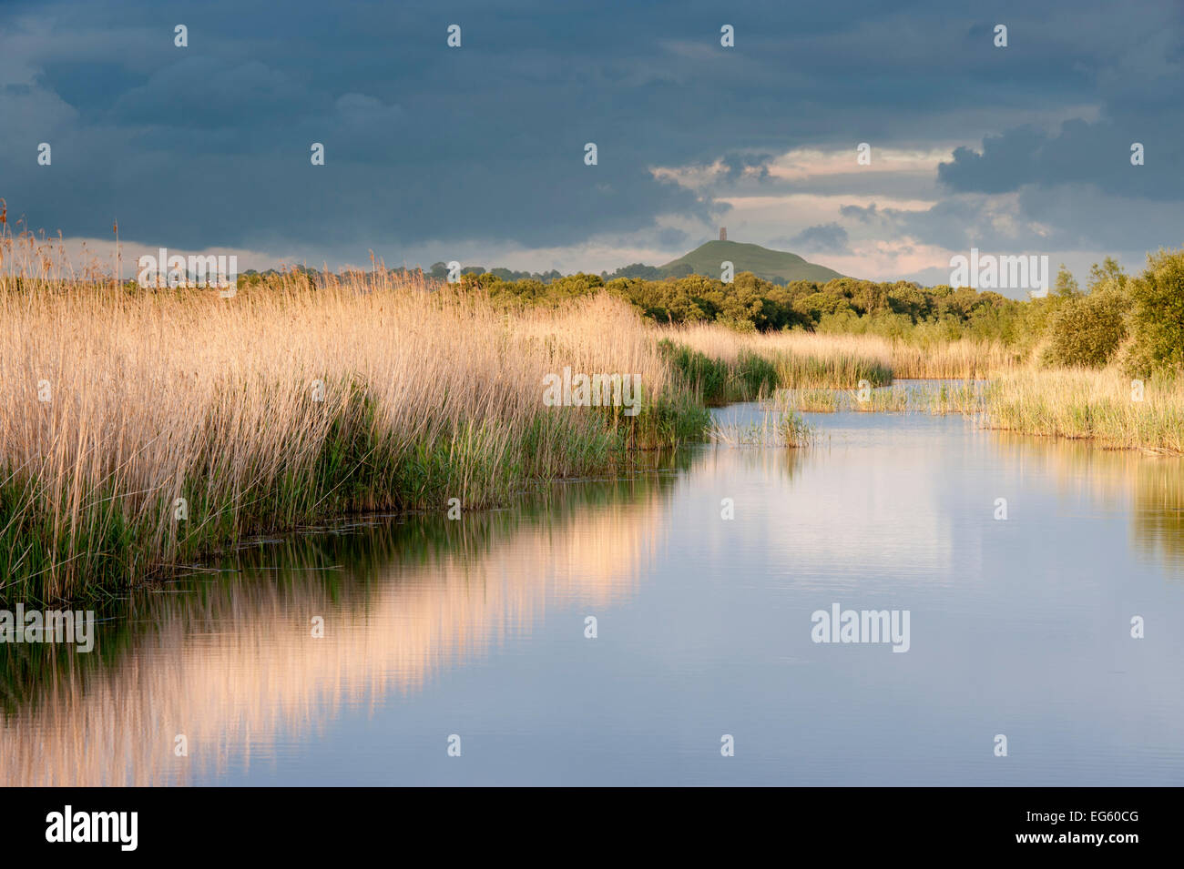 Reed beds and view towards Glastonbury Tor from Ham Wall (RSPB Nature Reserve) late evening light, Somerset Levels, Somerset, UK Stock Photo