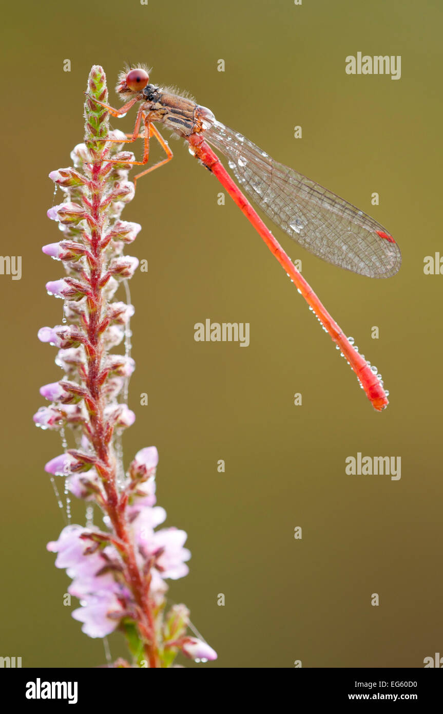 Small red damselfly {Ceriagrion tenellum} resting on willow herb flower ...
