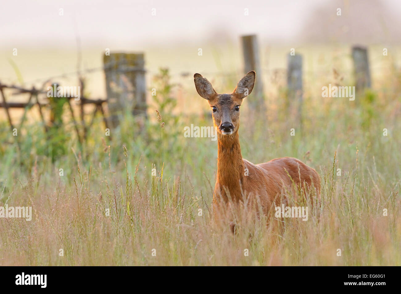 Roe Deer (Capreolus capreolus) doe in a field of set aside at dawn. Perthshire, Scotland, June. Stock Photo