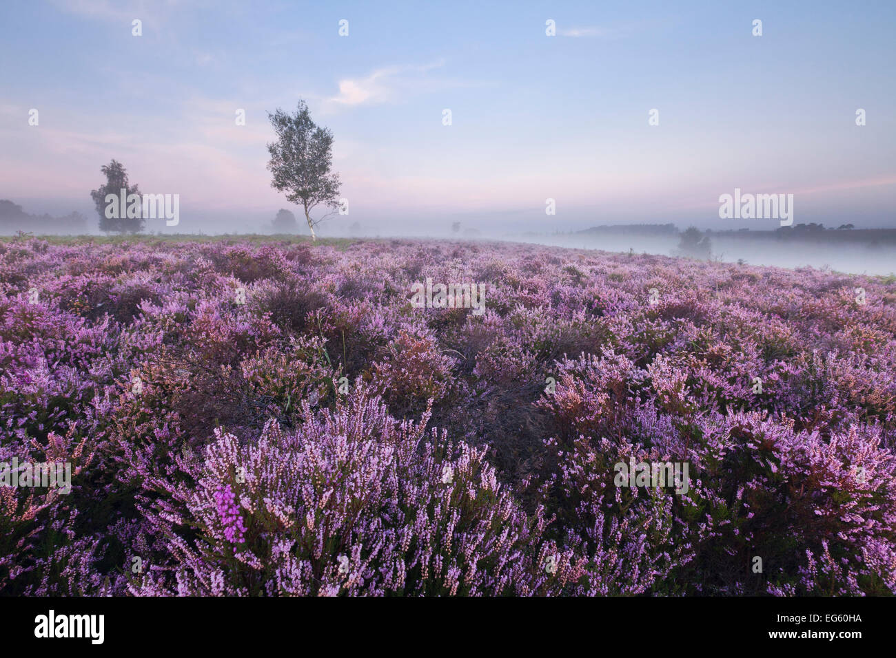 Ling heather new forest hi-res stock photography and images - Alamy