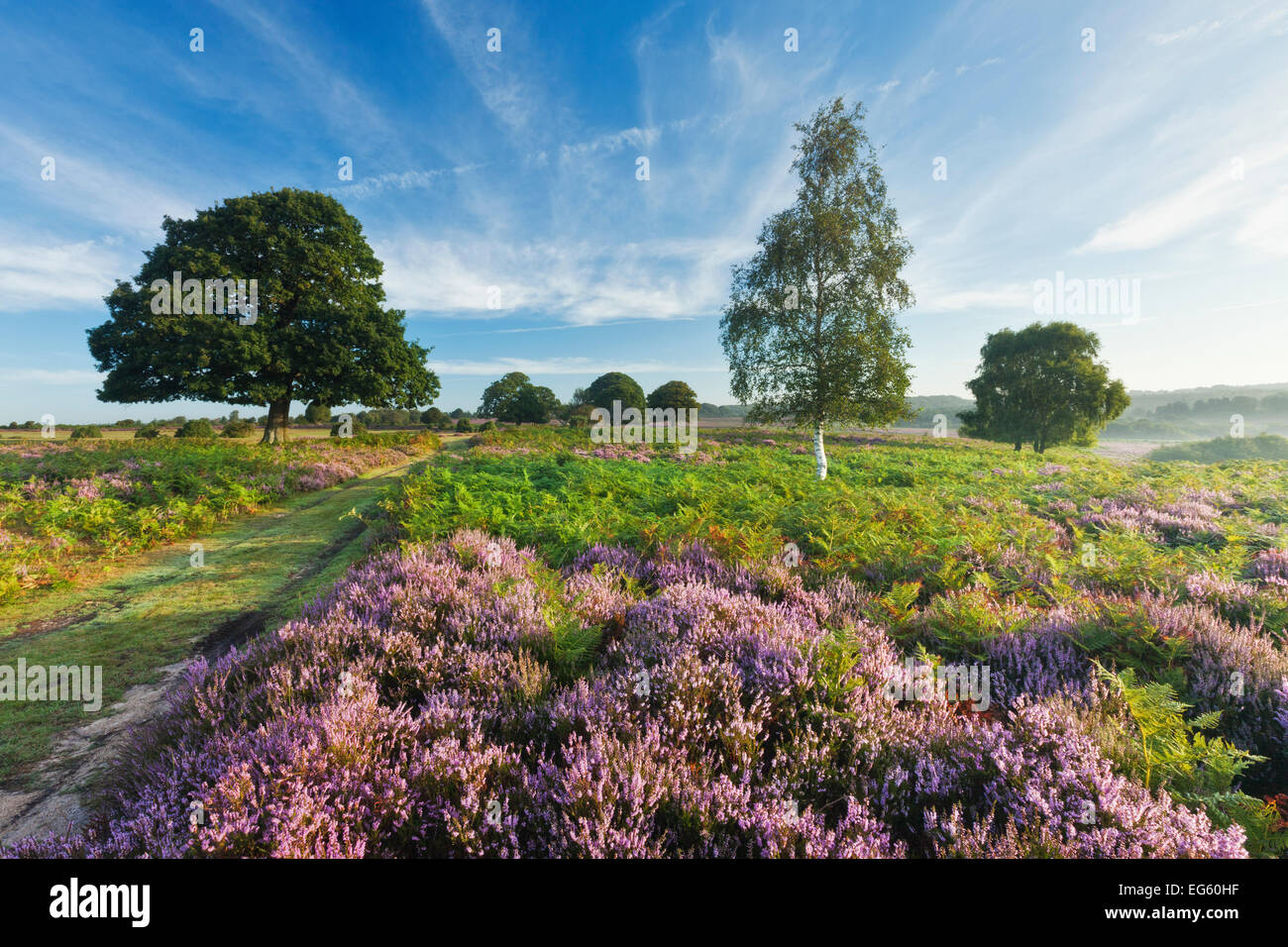 Ling heather new forest hi-res stock photography and images - Alamy