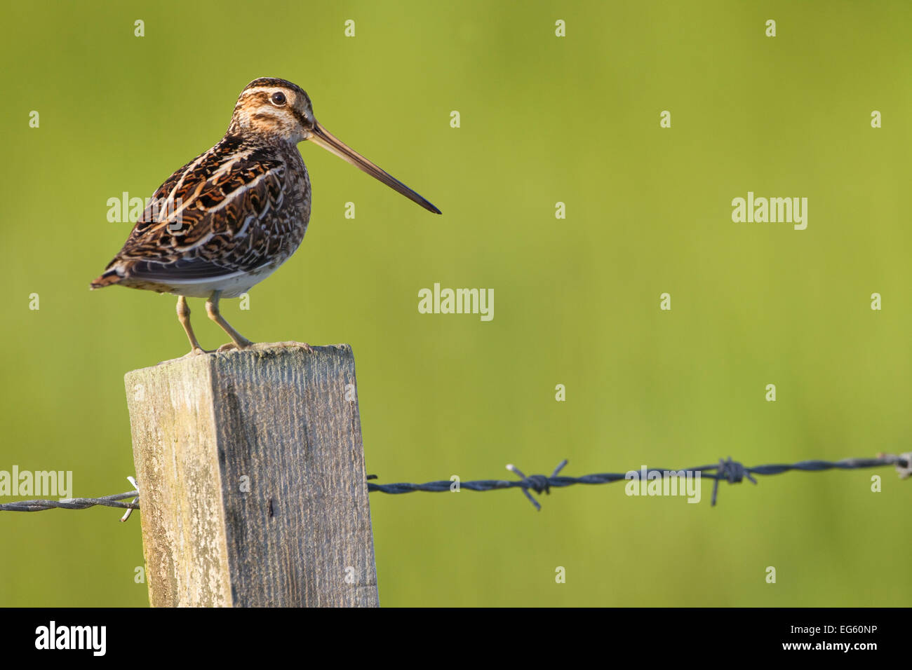 Snipe (Gallinago gallinago) perched on fencepost, RSPB Balranald nature ...