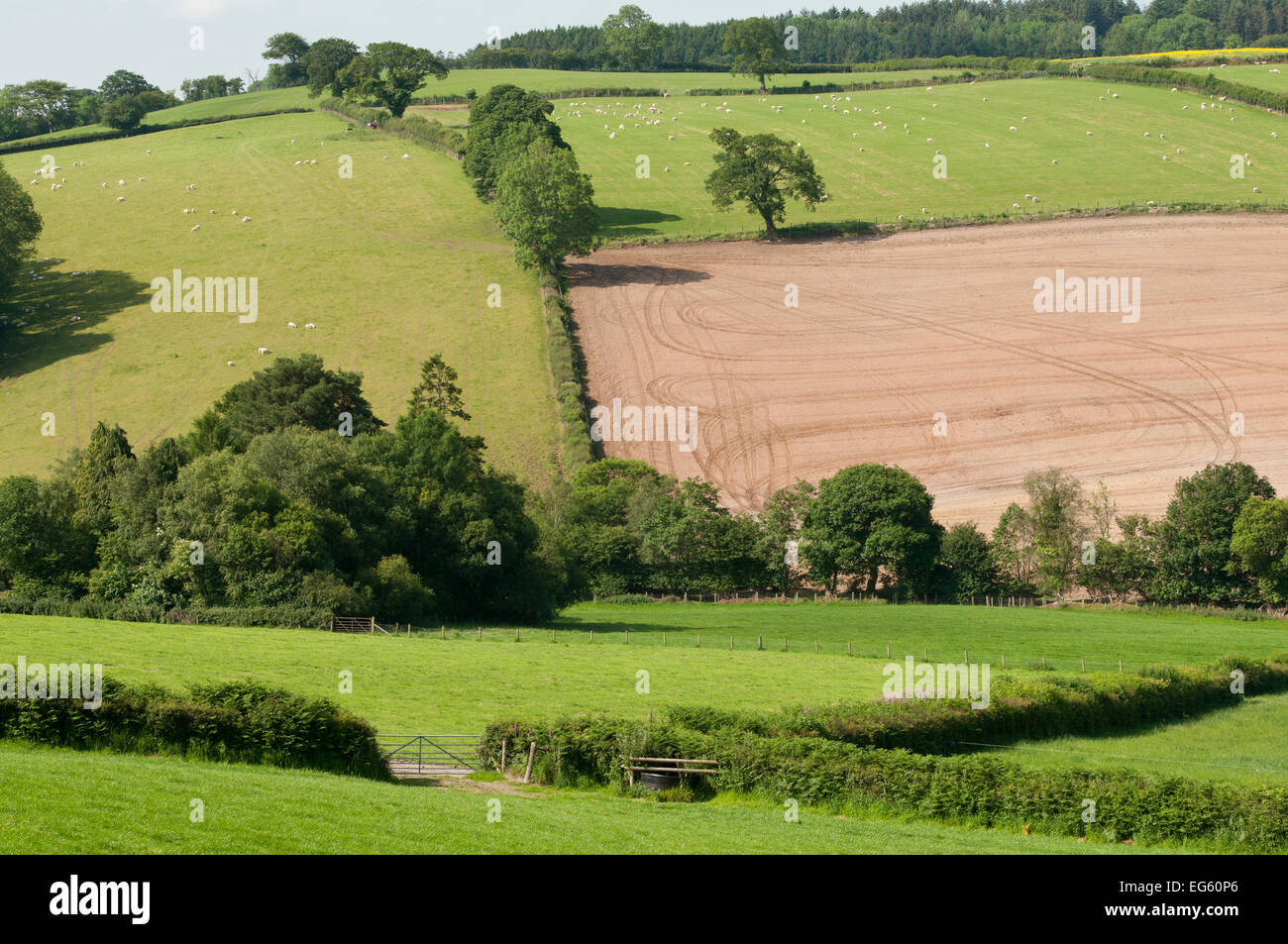 Neighbouring farmland to Denmark Farm Conservation Centre which is grazed and farmed intensively and where wildlife cannot thriv Stock Photo