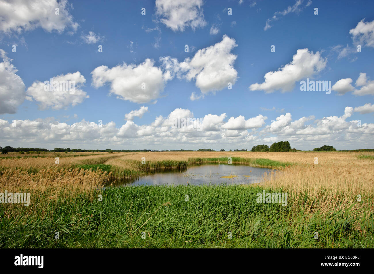 Reed beds at Joist Fen, Lakenheath Fen RSPB Reserve, Suffolk, UK, May