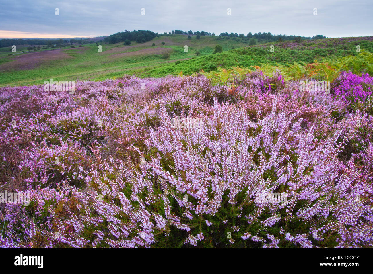 View over New Forest heathland Ling (Erica cinerea) and Bell