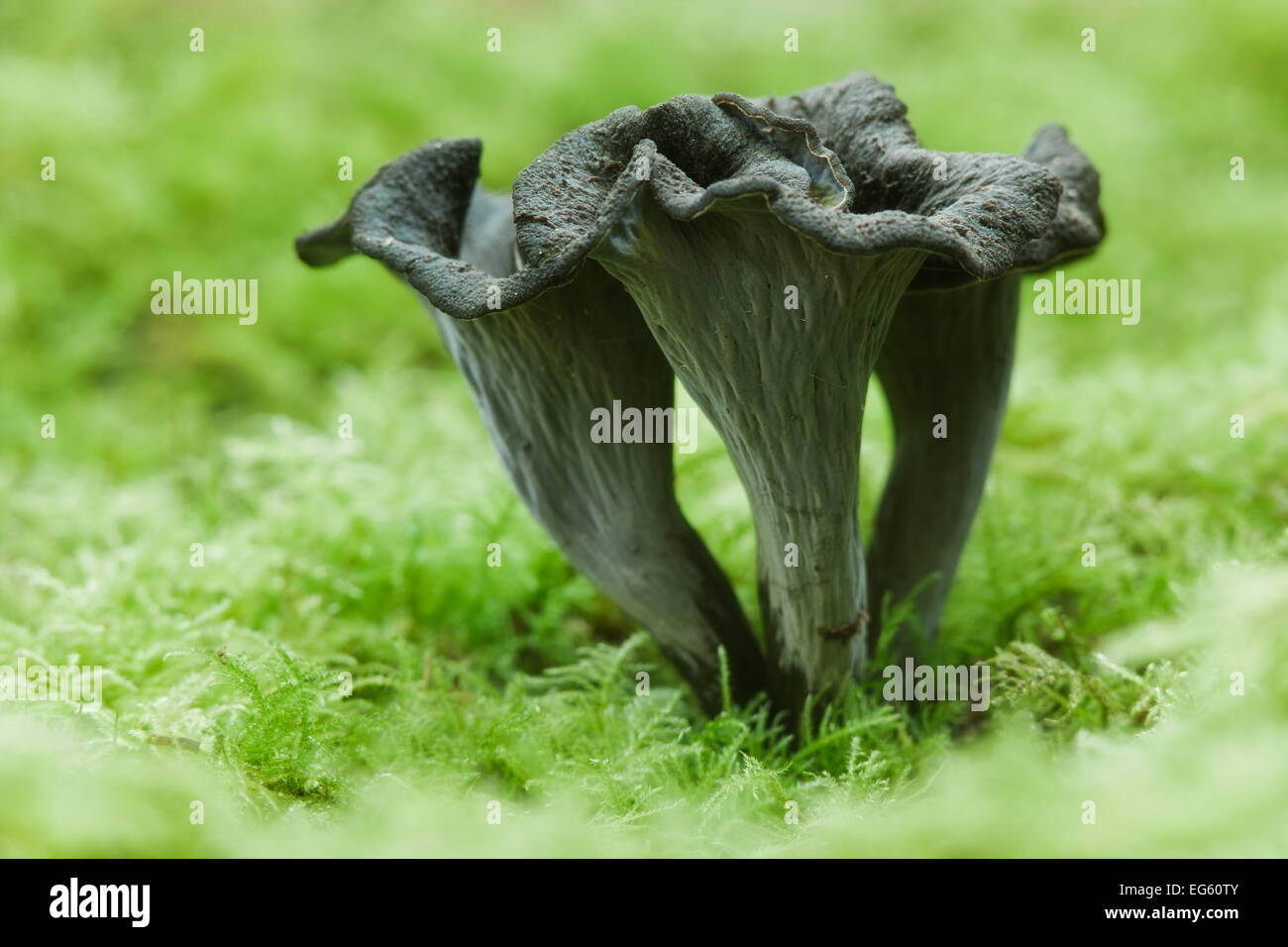 Horn of Plenty / Black Chanterelle (Craterellus cornucopioides) mushroom. Ebernoe Common, West Sussex, England, UK, October. Stock Photo