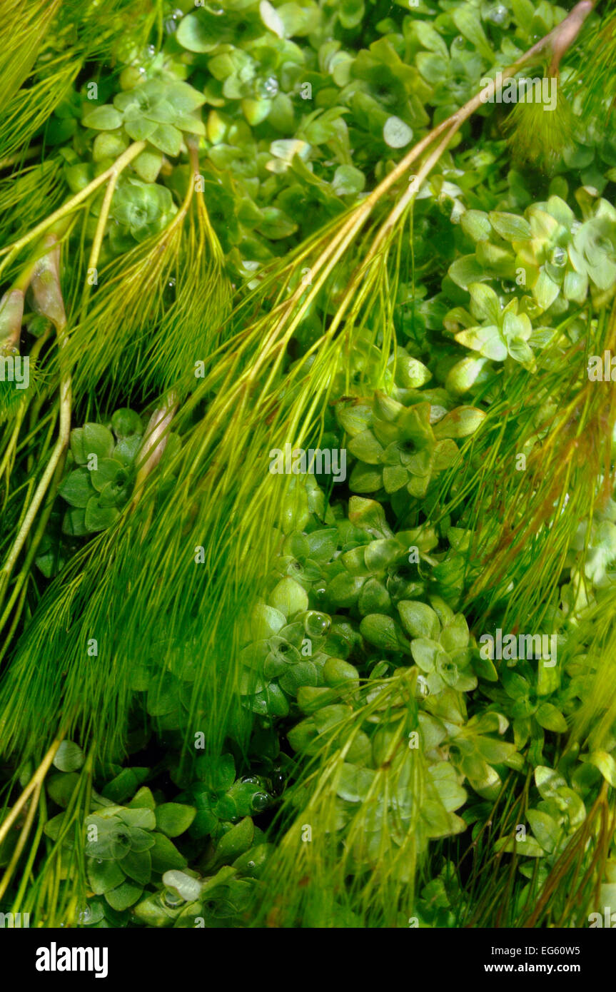 Aquatic plants in River Itchen: Blunt-fruited Water-starwort (Callitriche obtusangula), and Stream Water-crowfoot (Ranunculus penicillatus subsp. pseudofluitans). Ovington, Hampshire, England, May. Stock Photo