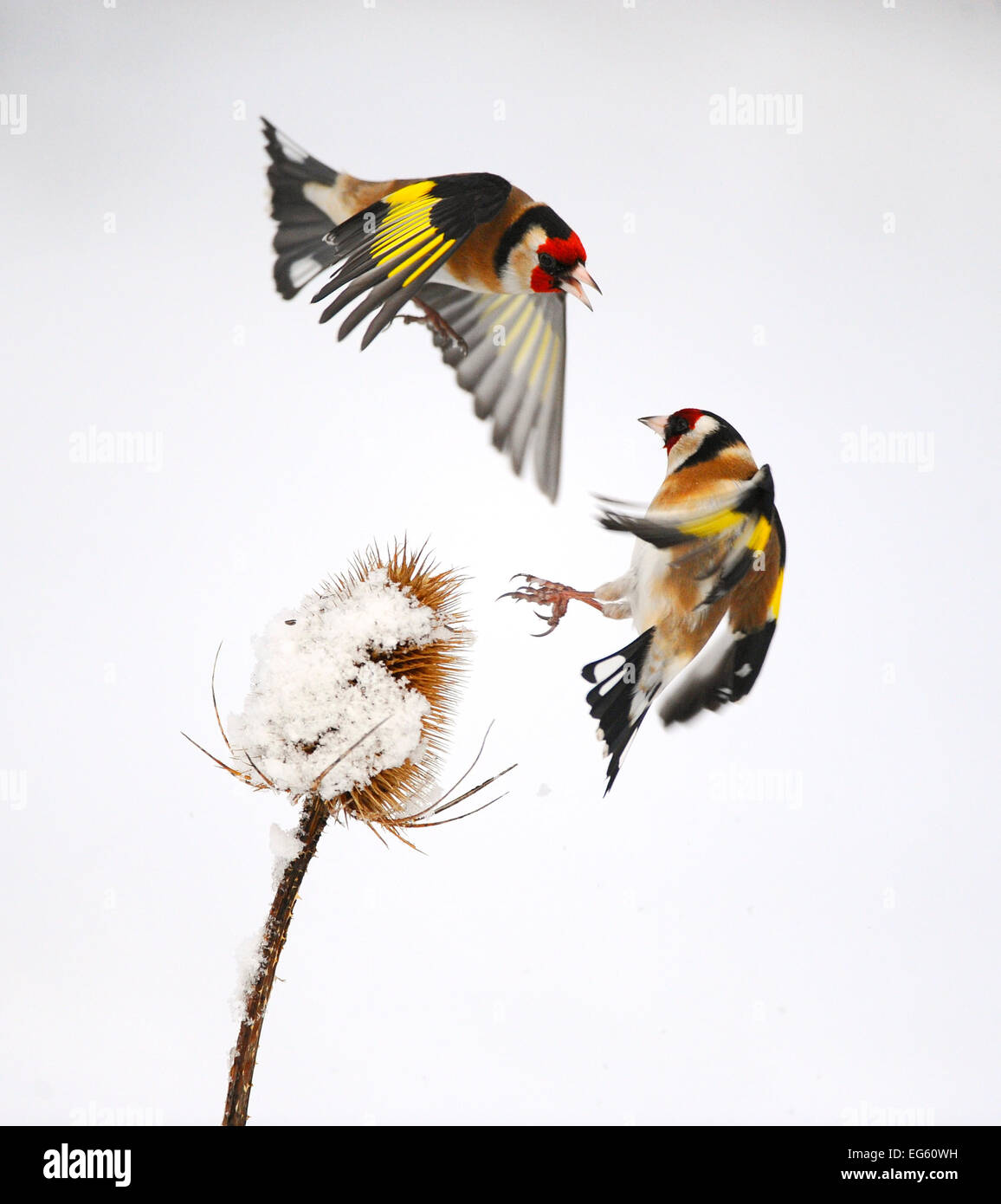 Goldfinches (Carduelis carduelis) squabbling over teasel seeds in winter. Hope Farm RSPB reserve, Cambridgeshire, England, UK, February. Crop of 01390677 Stock Photo