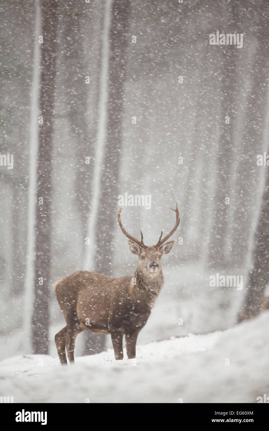 Red deer (Cervus elaphus) in heavy snowfall, Cairngorms National Park, Scotland, March 2012. Stock Photo