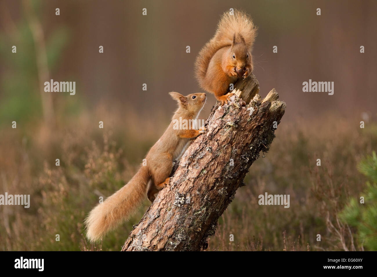 Red squirrel (Sciurus vulgaris) approaching another as it eats a nut, Cairngorms National Park, Scotland, March 2012. Stock Photo