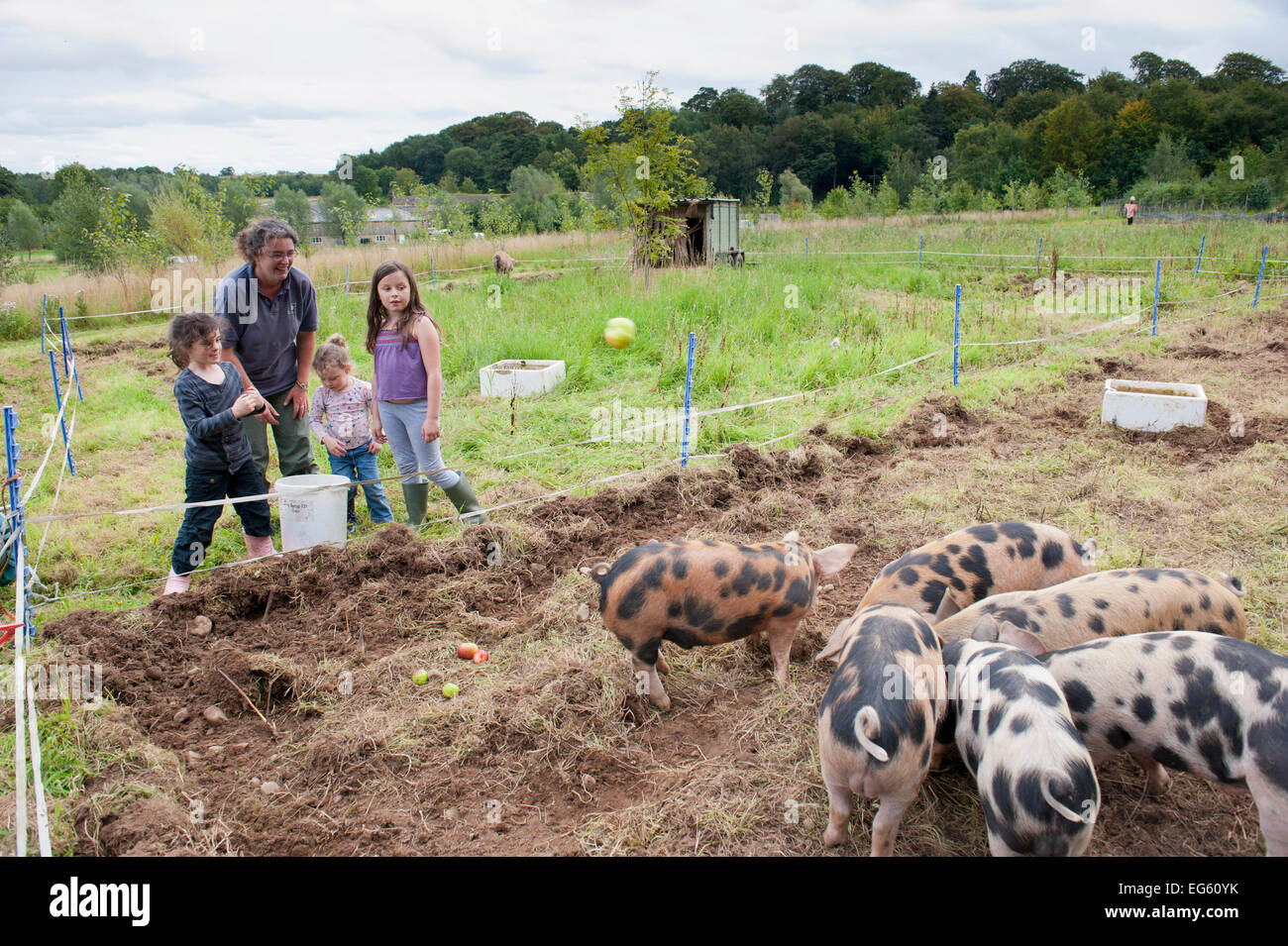 Woman and three children watching Domestic pigs  feeding on windfall apples, Old Sleningford Community Farm, North Yorkshire, England, UK, August 2011. Stock Photo