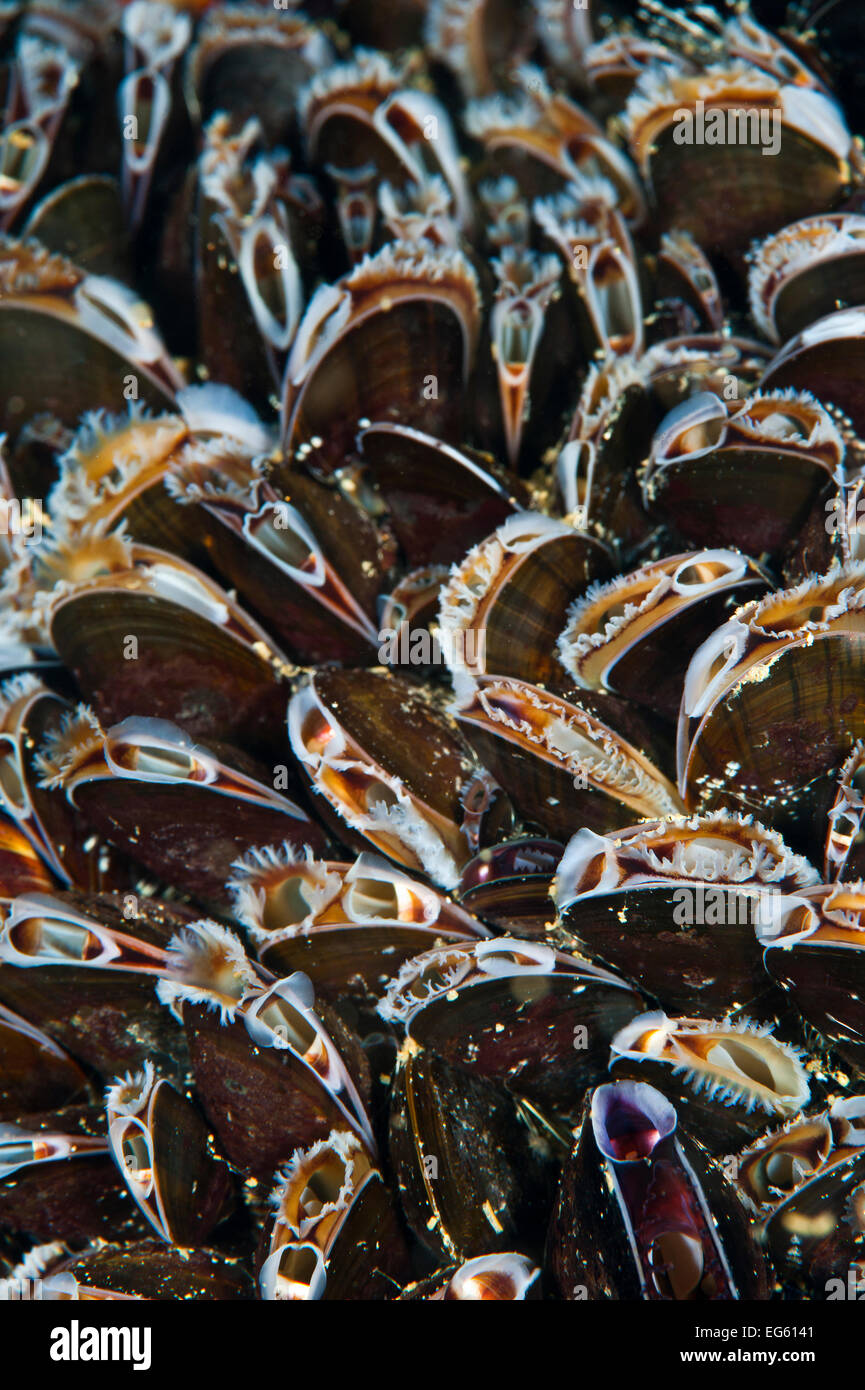 Bed of Common mussels (Mytilus edulis) growing on rocks, feeding