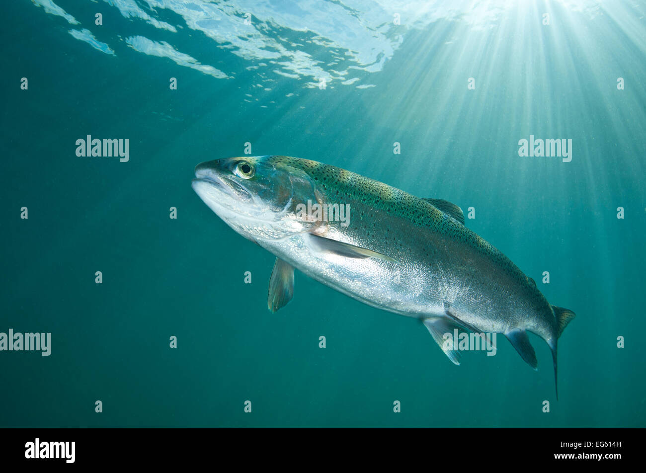 Rainbow trout (Oncorhynchus mykiss) in lake, Capernwray, Lancashire, UK