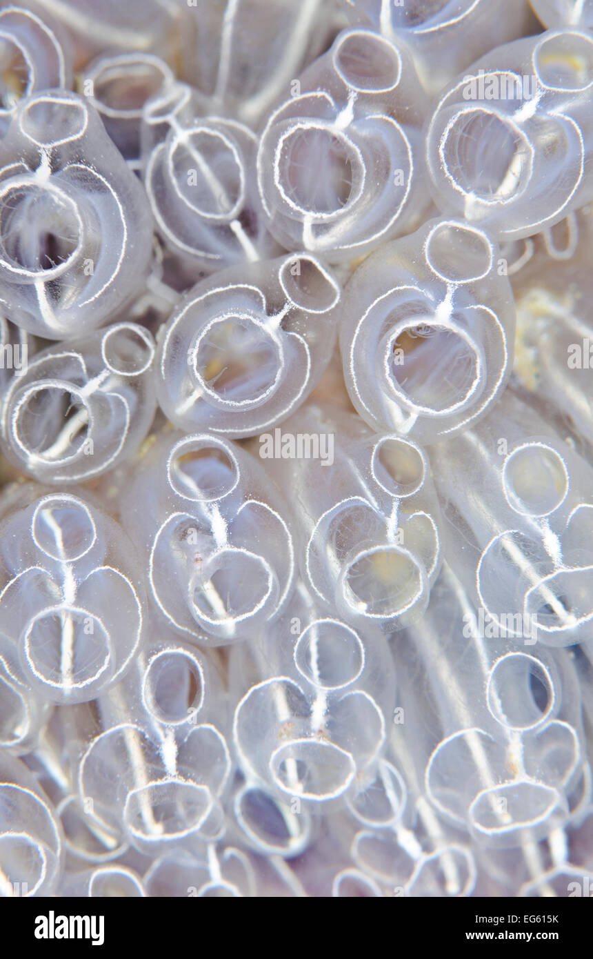 Lightbulb sea squirts (Clavelina lepadiformis), a colonial filter