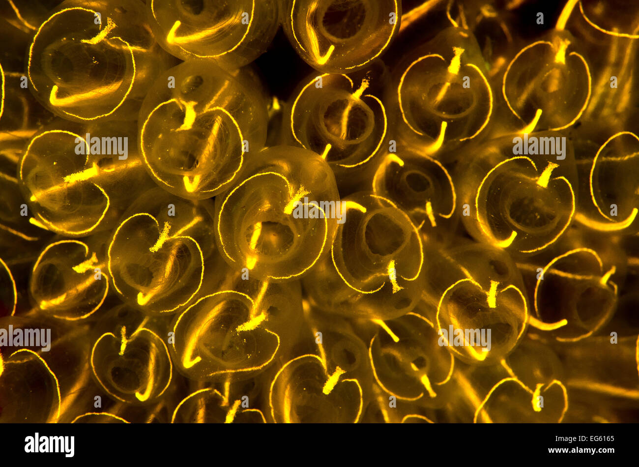 Lightbulb sea squirts (Clavelina lepadiformis), a colonial filter