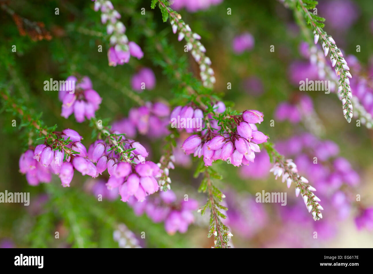 Close up of flowering Coomon heath / Ling  (Calluna vulgaris) and pink Bell Heather (Erica cinerea), Caesar's Camp, Fleet, Hampshire, England, UK, August. Stock Photo