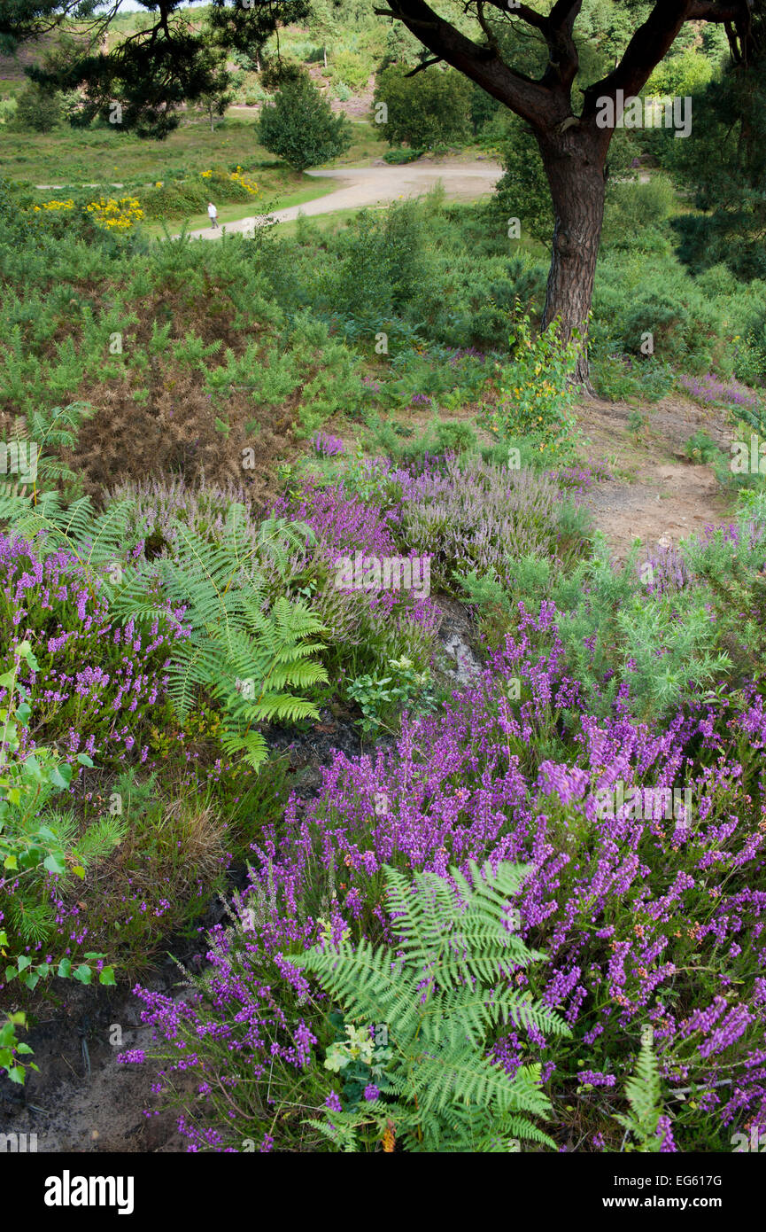 Flowering Heather  and Bracken on lowland heath, with path in the background, Caesar's Camp, Fleet, Hampshire, England, UK, August Stock Photo