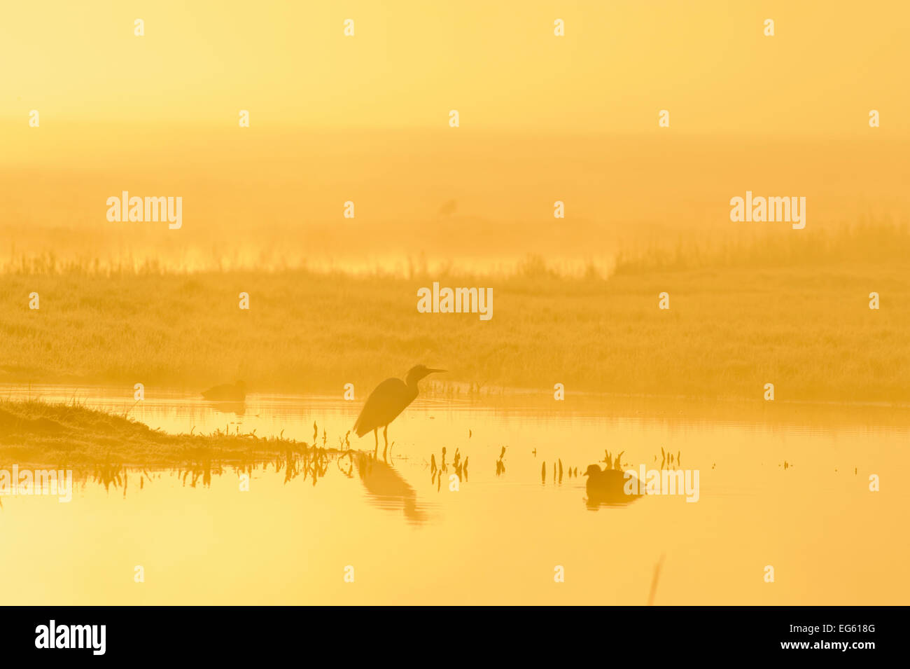 Little Egret (Egretta garzetta). North Kent Marshes. Elmley Nature Reserve. Stock Photo