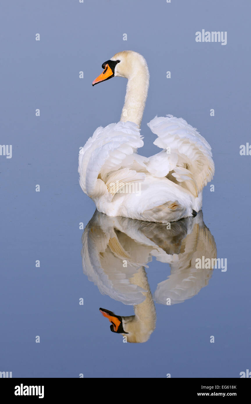 Mute swan (Cygnus olor), Kent, England, UK, March Stock Photo