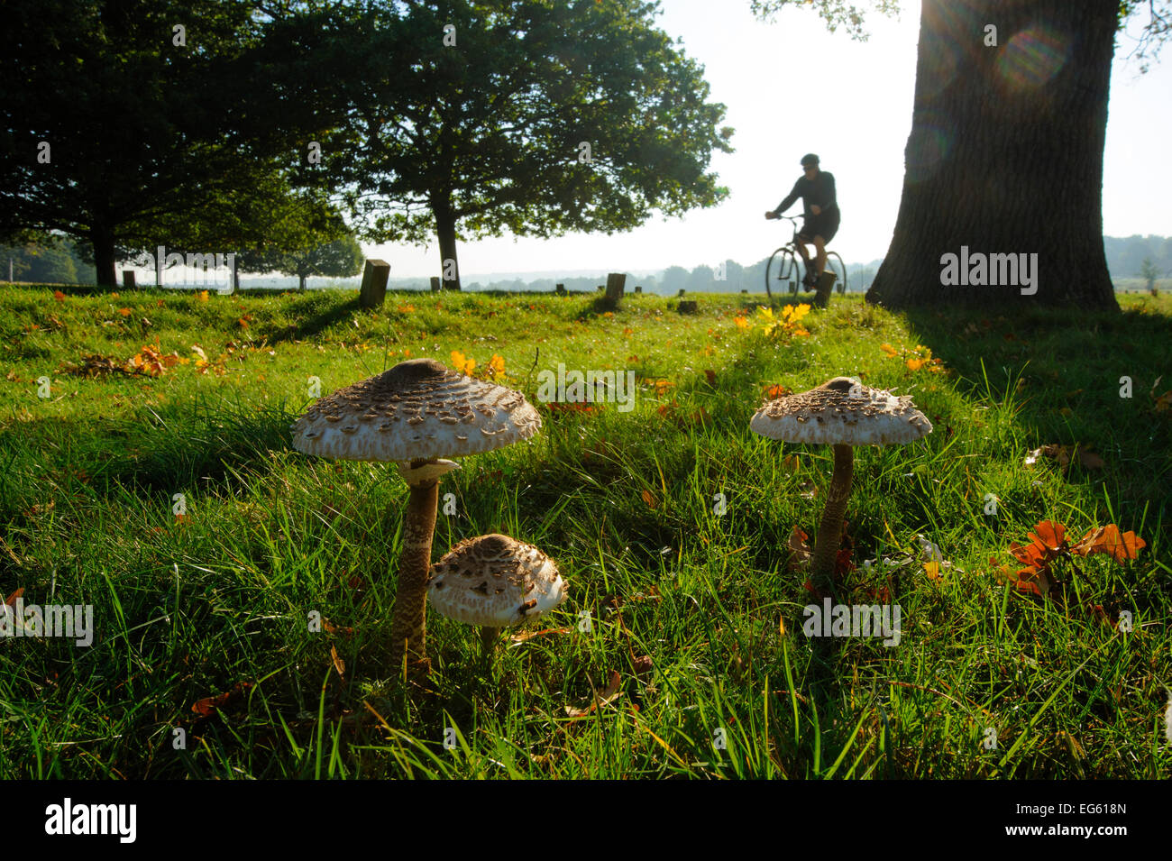 Parasol mushrooms (Lepiota procera), Richmond Park, London, England, UK, September. Did you know? One way to identify mushrooms is the colour of the spores, for example this mushroom's spores are white, but a poisonous lookalike has green spores. Stock Photo