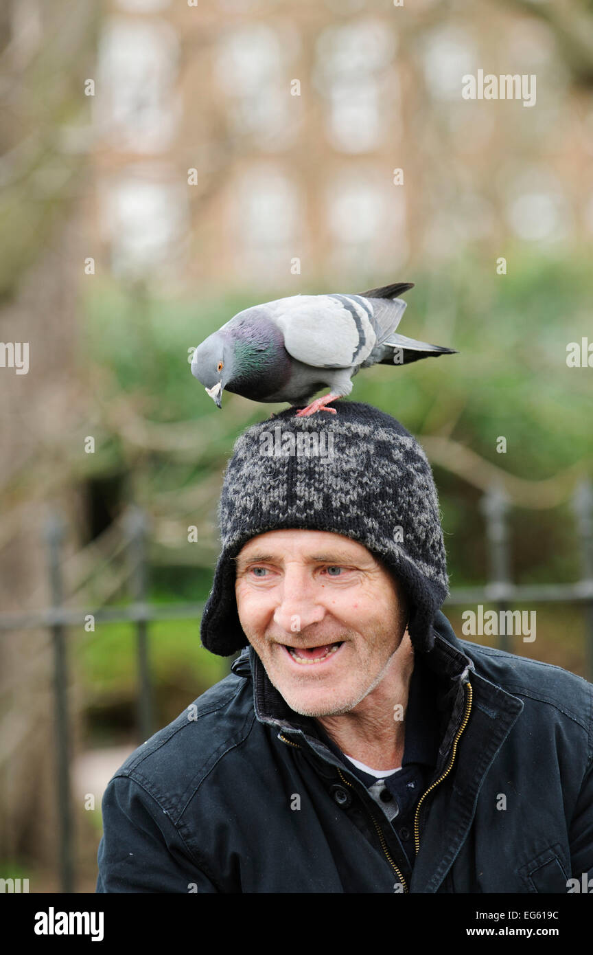 Man with Feral pigeon (Columba livia) perched on his head, Regents Park, London, England, UK, February Stock Photo