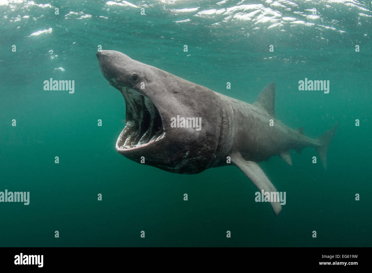 Basking Shark Eating Plankton Basking Shark Facts ICDK Basking Shark Eating Plankton Basking Shark Facts ICDK