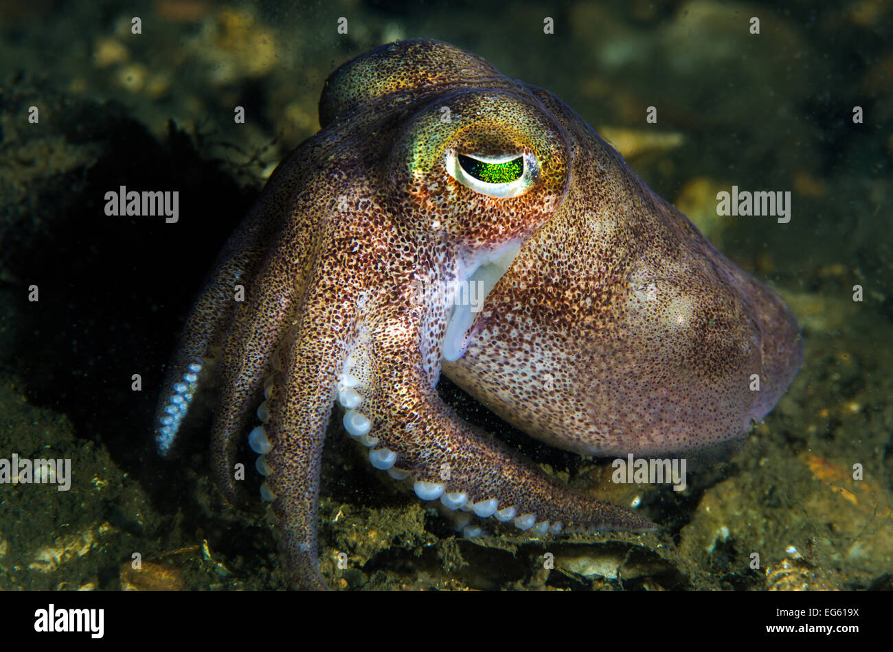 Stout bobtail squid (Rossia macrosoma) on the seabed, Loch Creran, Scotland, UK, June. Stock Photo