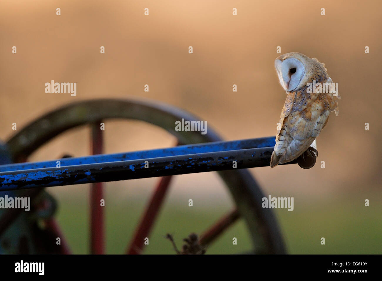 Barn Owl (Tyto alba) perched on old plough. Wales, December. Did you know? Baby barn owls can recognise their sibling’s calls. Stock Photo