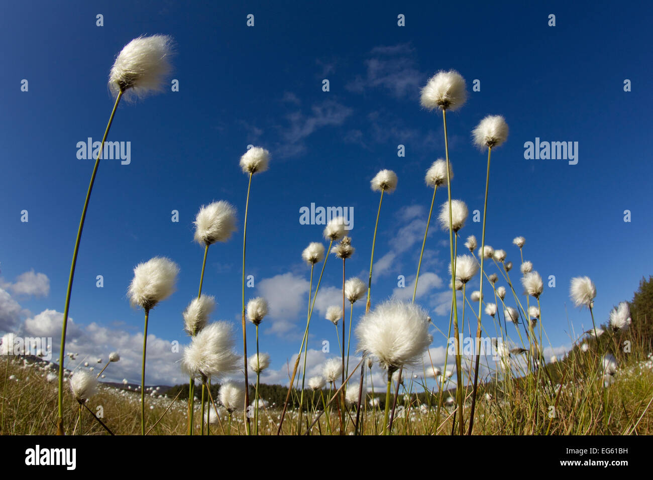 Harestail grass hires stock photography and images Alamy