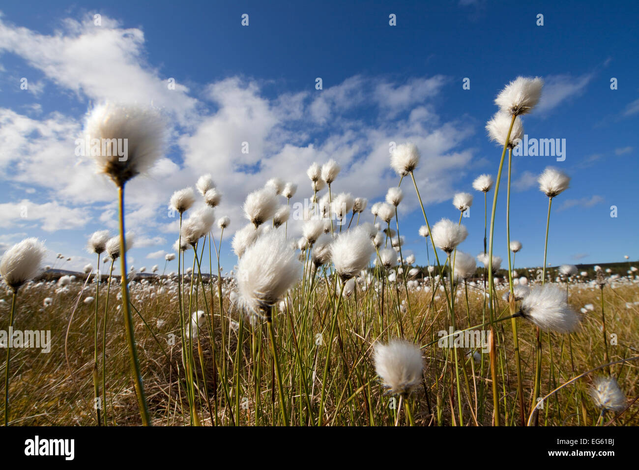 Harestail grass hires stock photography and images Alamy