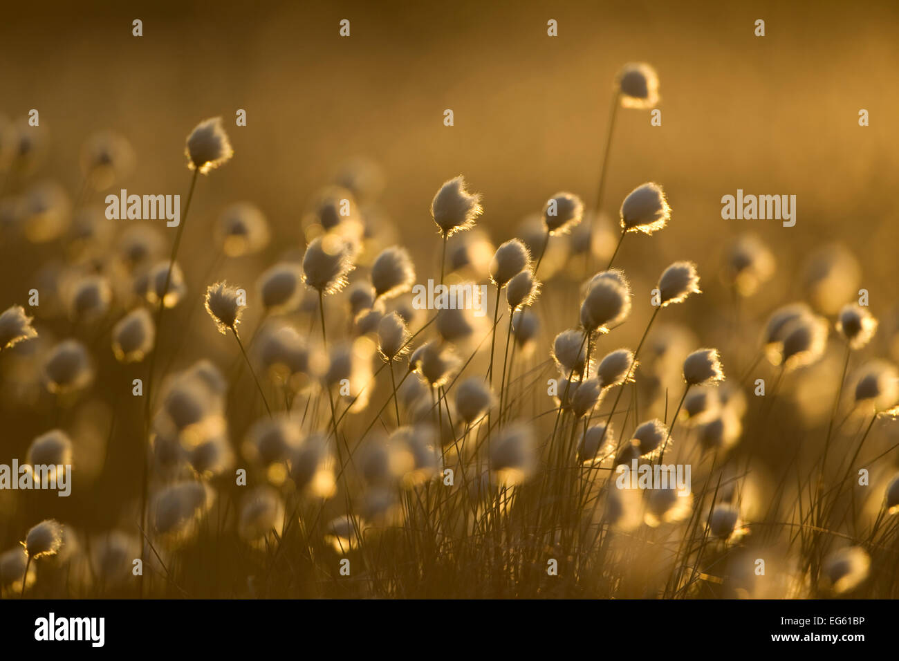Harestail grass hires stock photography and images Alamy