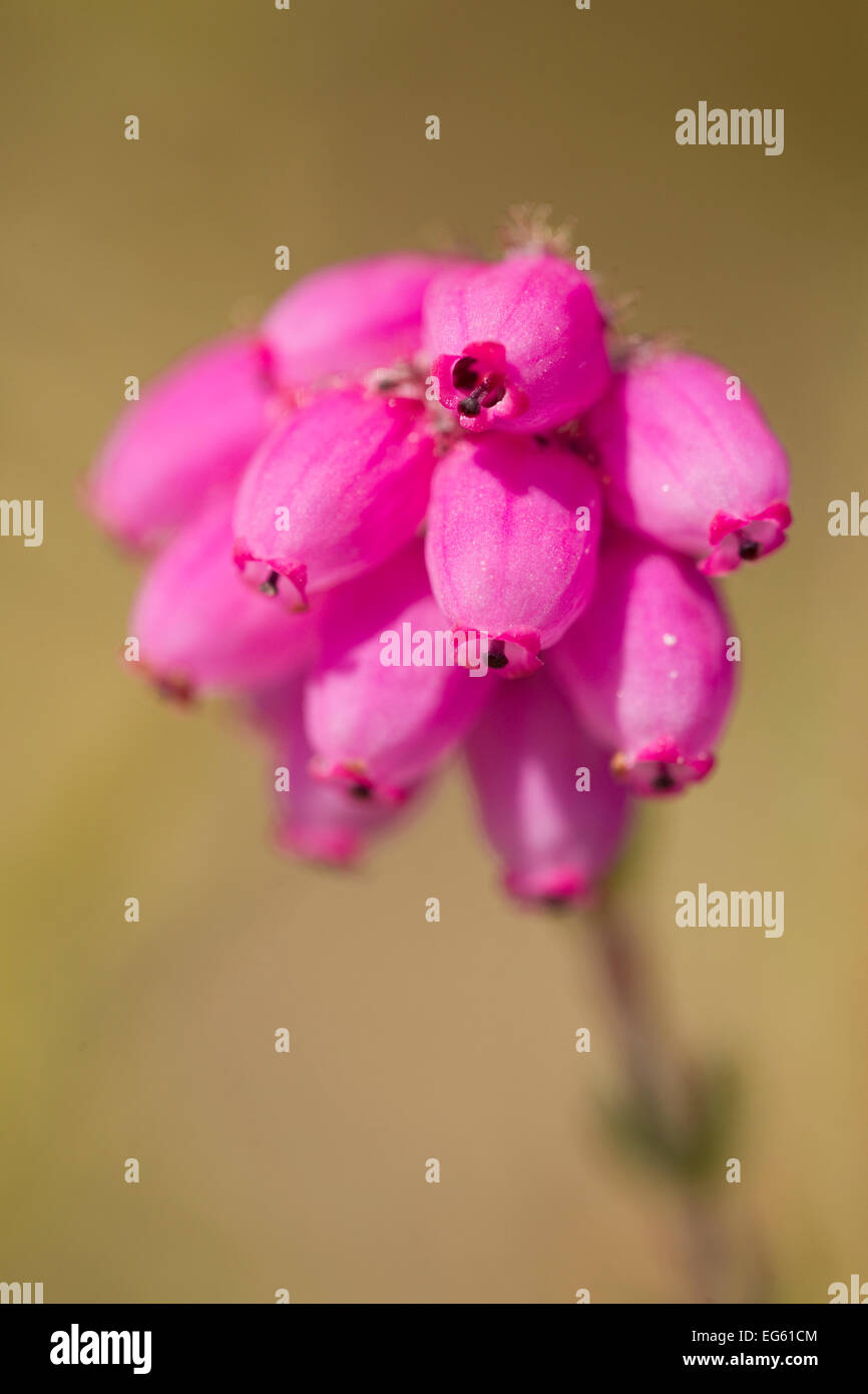 Close-up of Bell heather (Erica cinerea) in flower, Flow Country, Sutherland, Highlands, Scotland, UK, July Stock Photo