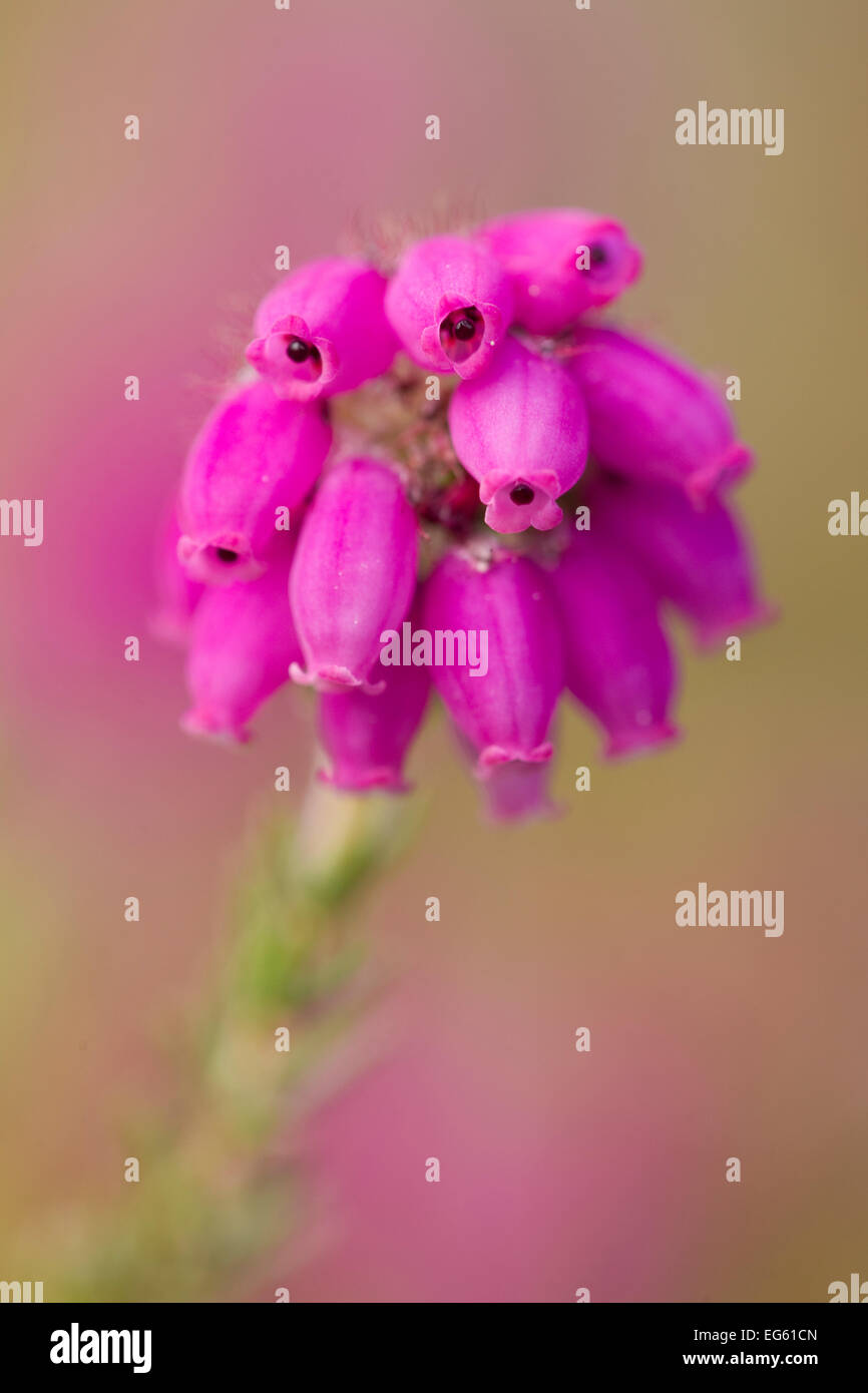 Close-up of Bell heather (Erica cinerea) in flower, Flow Country, Sutherland, Highlands, Scotland, UK, July Stock Photo