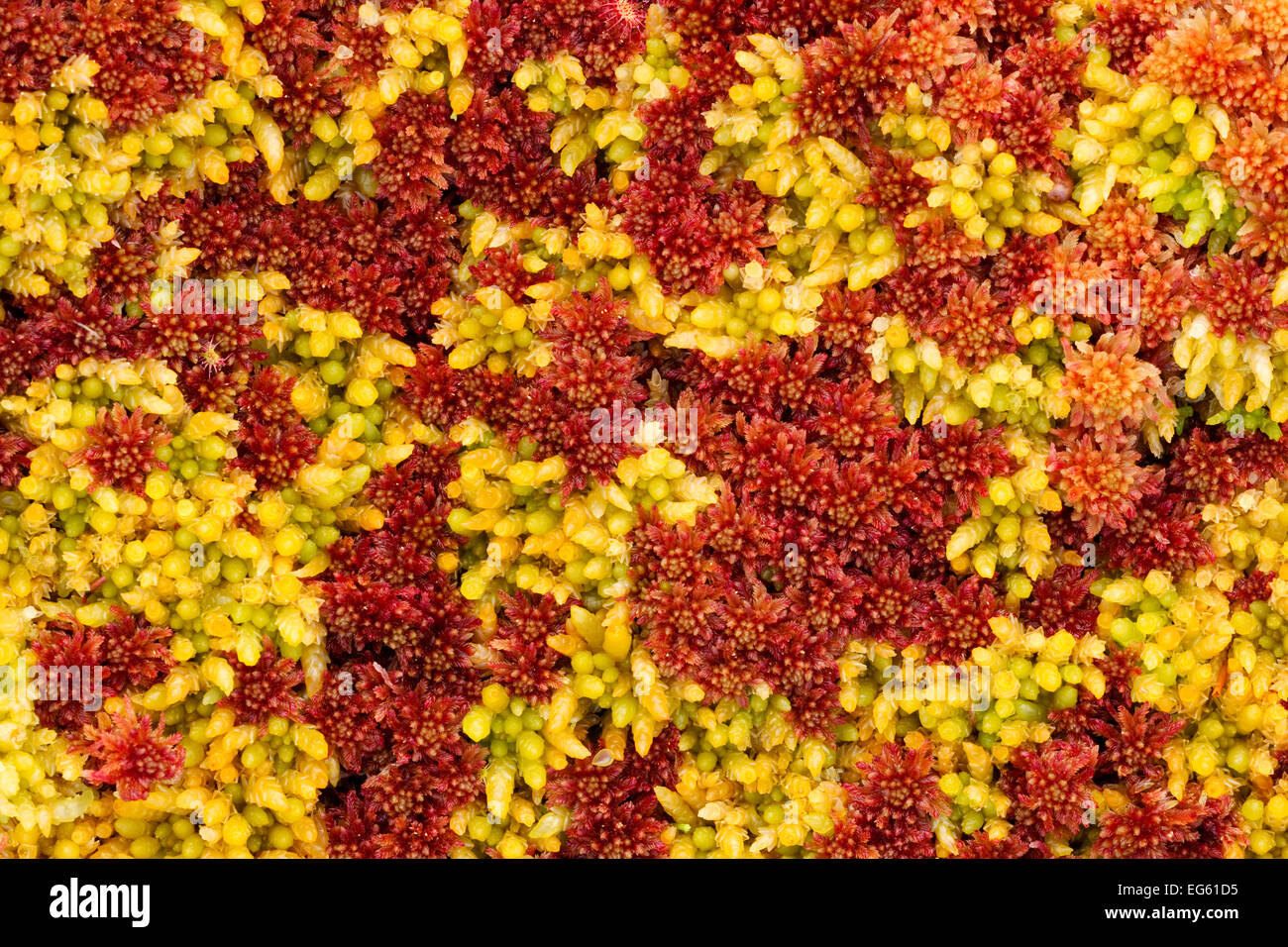 Close-up of Sphagnum moss (Sphagnum sp) Flow Country, Sutherland, Highlands, Scotland, UK, July   . 2020VISION Exhibition. Stock Photo