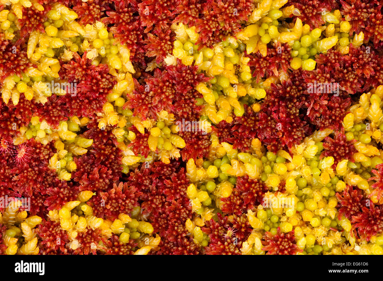 Close-up of Sphagnum moss (Sphagnum sp) Flow Country, Sutherland, Highlands, Scotland, UK, July Stock Photo