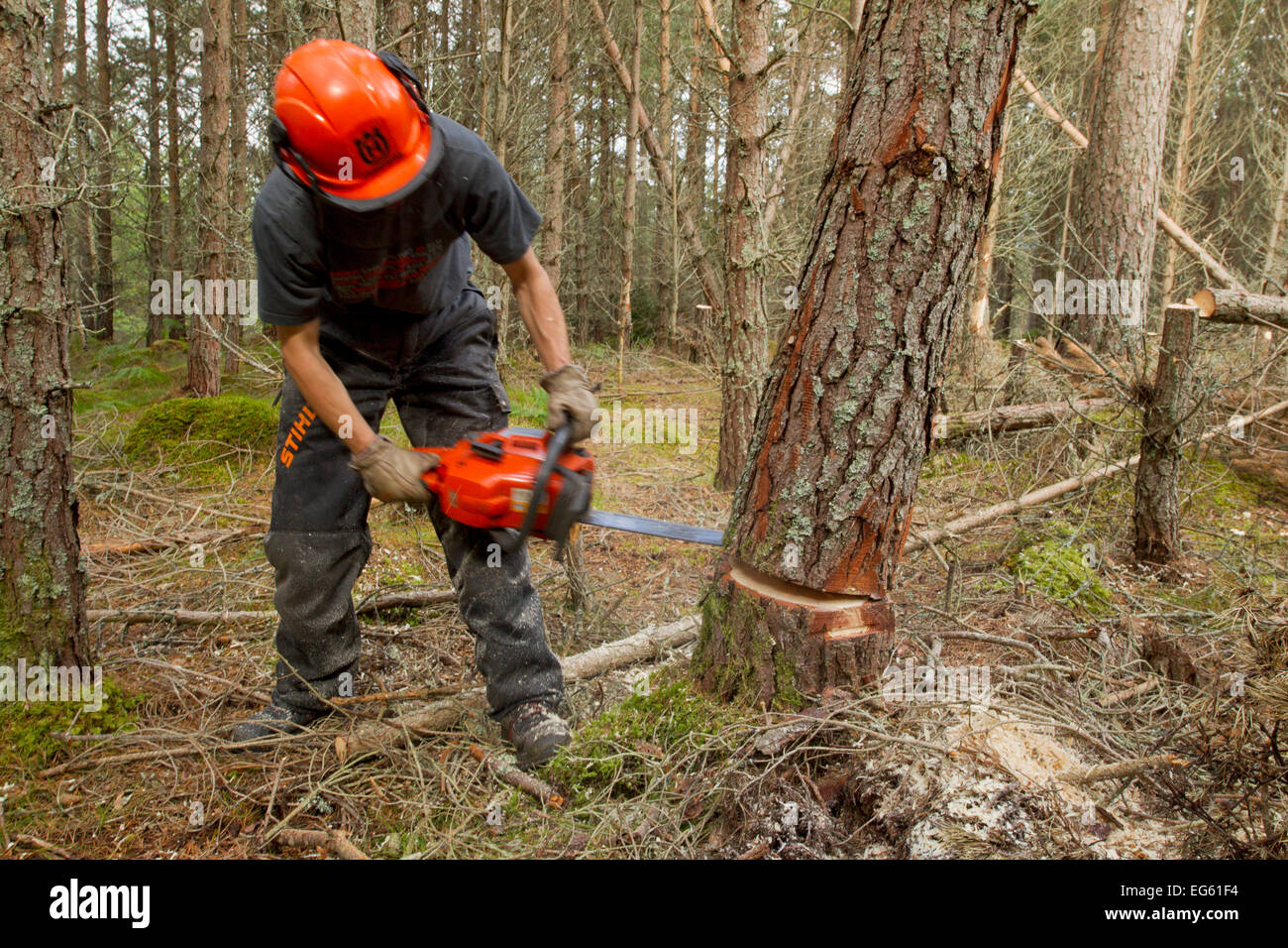 RSPB staff felling pine trees in plantation to create open habitat in