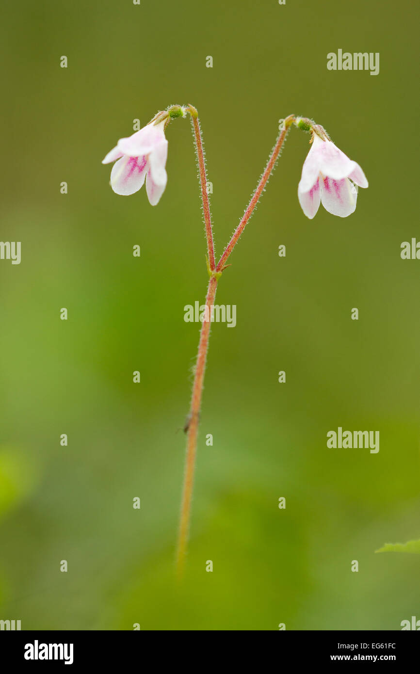 Linnaea borealis twinflower wildflower hi-res stock photography and ...
