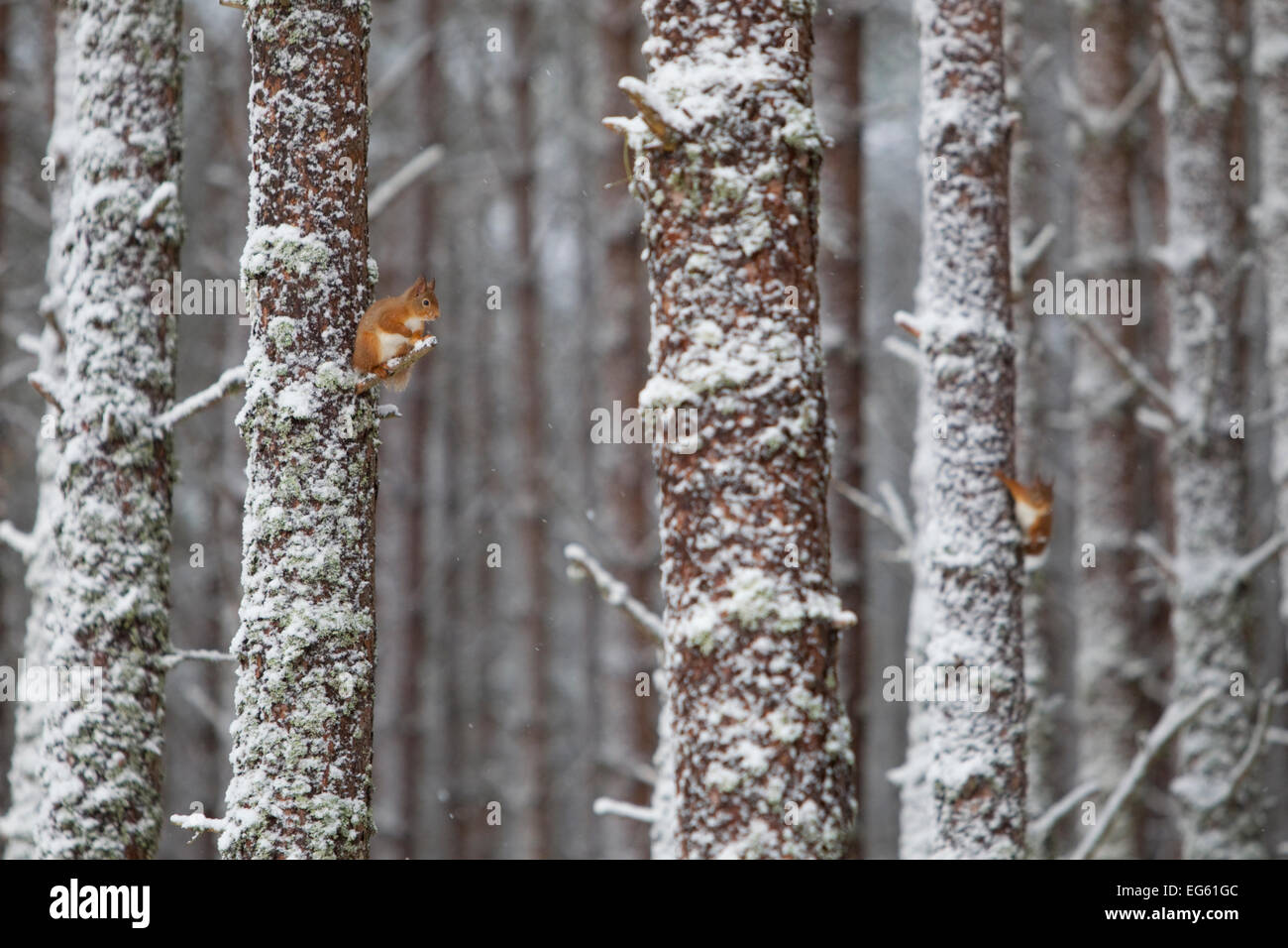 Two Red Squirrels (Sciurus vulgaris) in snowy pine forest. Glenfeshie, Scotland, January. Stock Photo