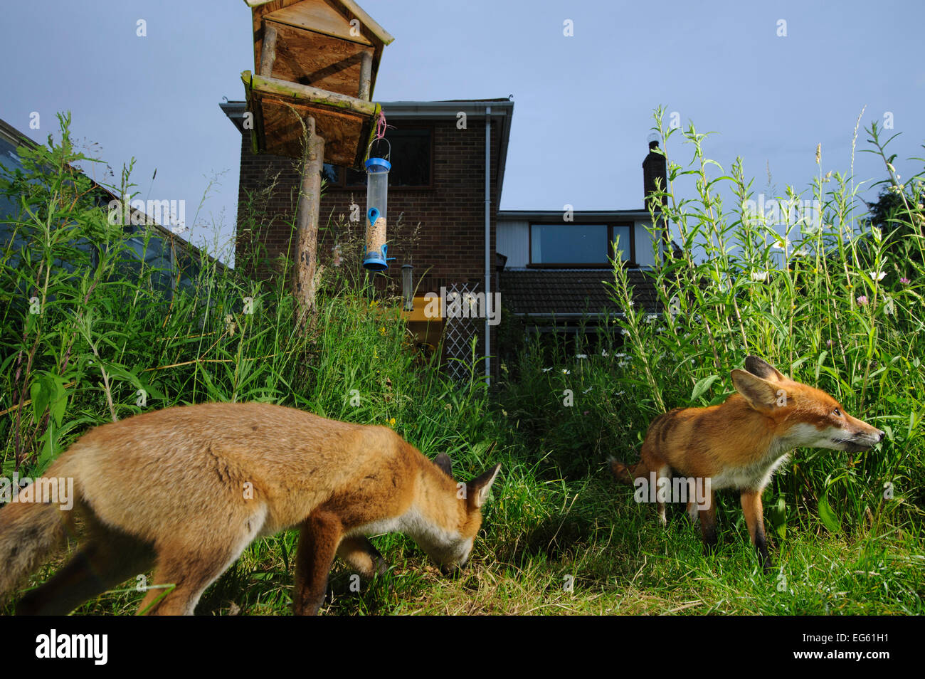Red foxes (Vulpes vulpes) foraging in town house garden managed for widlife. Vixen and cub. Kent, UK, June. Camera trap image. Property released. Stock Photo