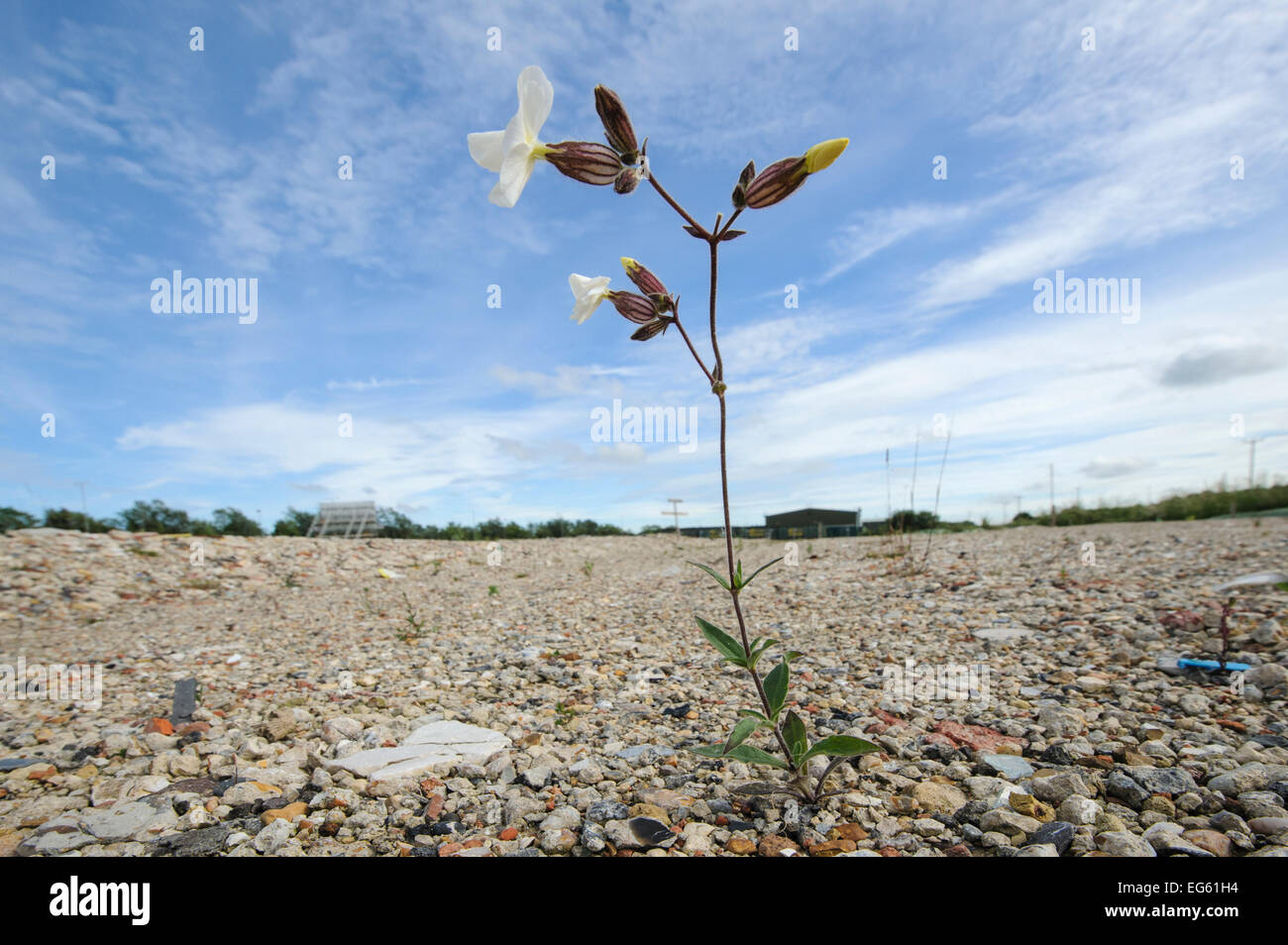 White campion (Silene latifolia) growing on brownfield site scheduled for development. Kent, UK, June 2012. Stock Photo