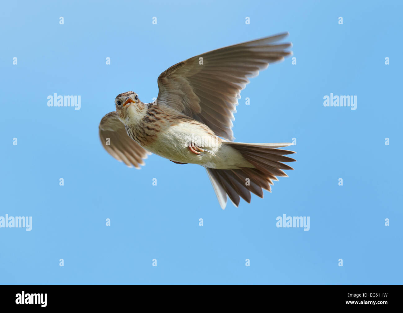 Male Skylark (Alauda arvensis) in flight, singing, Denmark Farm, Lampeter, Ceredigion, Wales, UK, March. 2020VISION Book Plate. Did you know? The word skylark used to be used  by sailors for playing tricks and practical jokes, in a similar way to current use of the word lark. Stock Photo