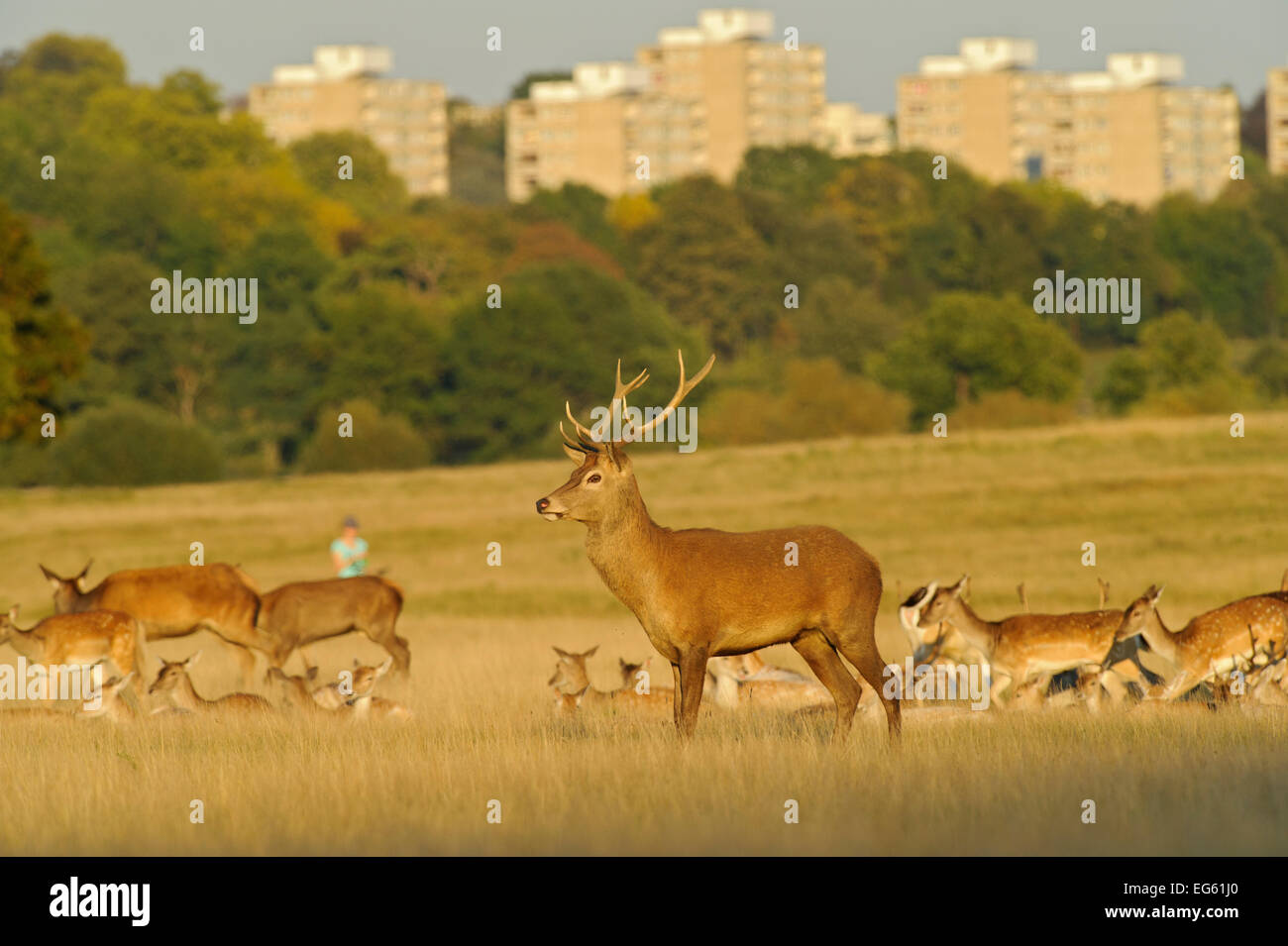 Red deer (Cervus elaphus) in Richmond Park with Roehampton Flats in background, London, England, UK, September. 2020VISION Book Plate Stock Photo