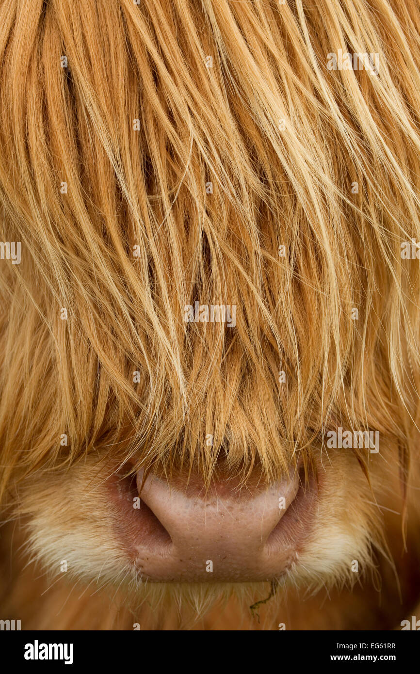 Close-up of Highland cow (Bos taurus) showing thick insulating hair covering face, Isle of Lewis, Outer Hebrides, Scotland, UK, April. Stock Photo