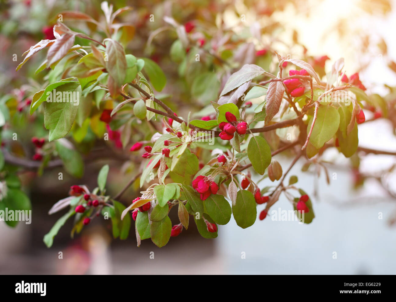Blooming branch of wild apple tree with drops after rain  in the garden in springtime Stock Photo