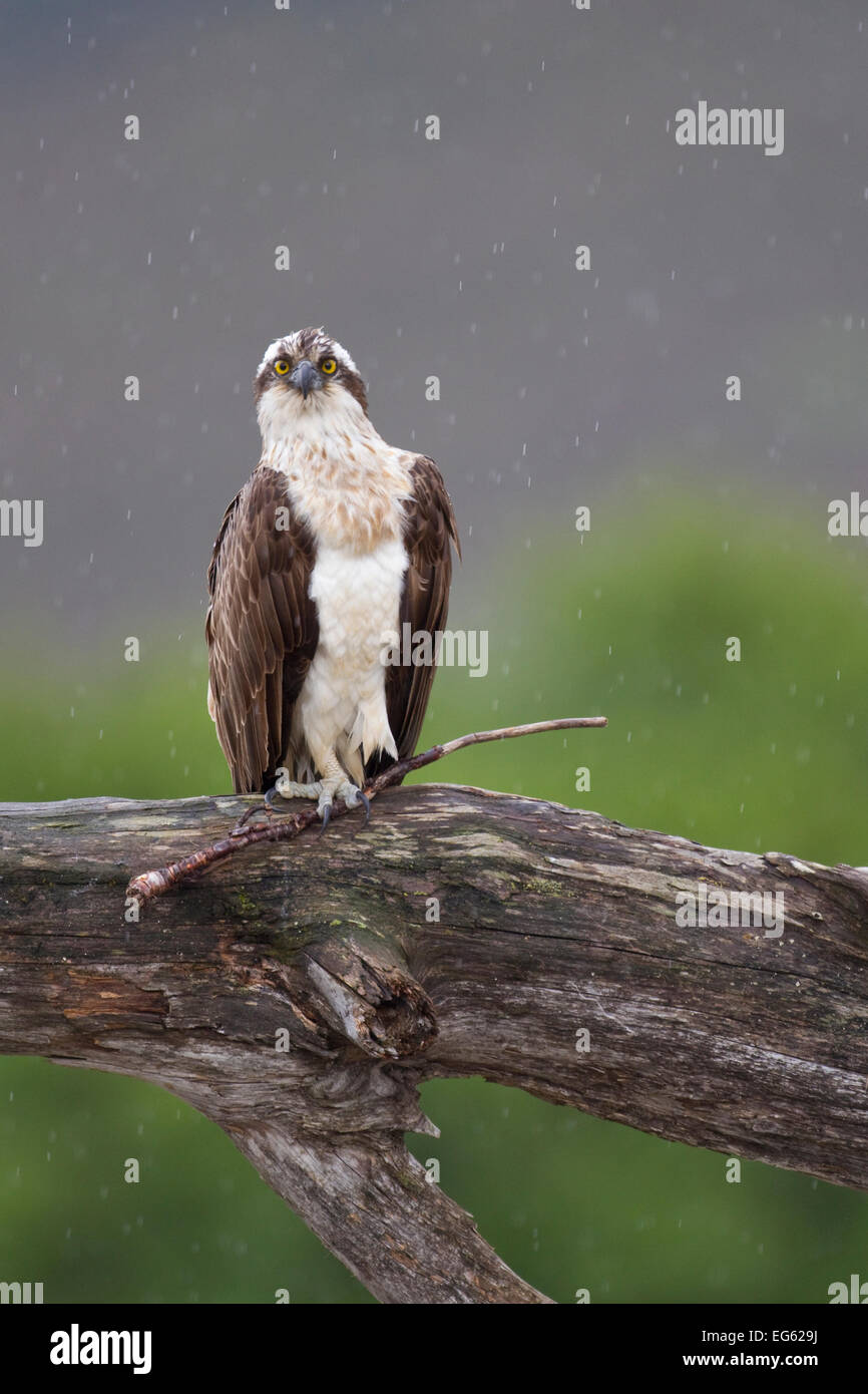 Osprey (Pandion haliaetus) perched on branch, holding stick in its foot, Cairngorms National Park, Scotland, UK, July. Stock Photo