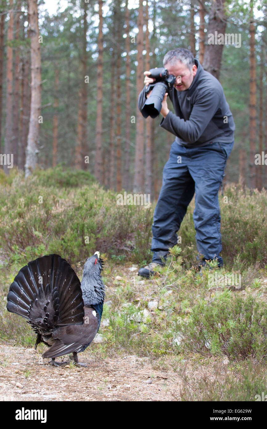 Male Capercaillie (Tetrao urogallus) displaying at photographer Andy Parkinson whilst on assignment for 2020VISION, Cairngorms National Park, Scotland, UK, March. Stock Photo
