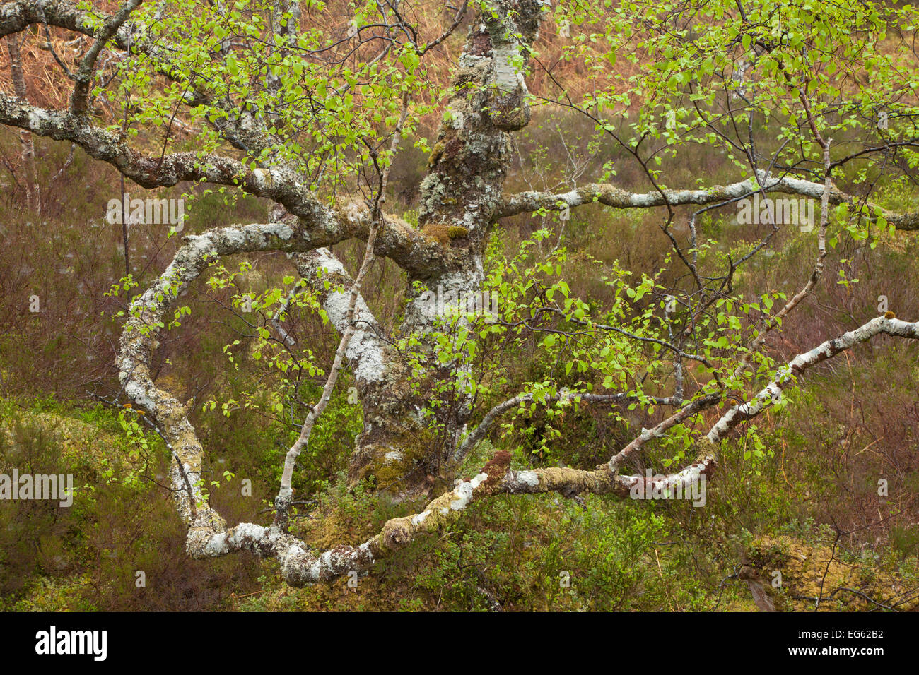 Silver birch (Betula pendula) in spring. Beinn Eighe National Nature Reserve. Scotland, May. Stock Photo